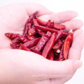 Quality hybrid pod pepper seeds chilli seeds for planting